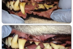 Dog Tooth Cleaning