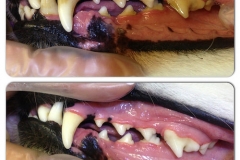 Dog Teeth Cleaning