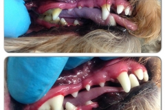 Dental Cleaning for Dogs