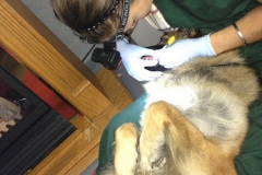 Dog Dental Cleaning