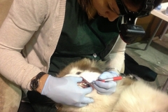 Dental Cleaning For Dogs