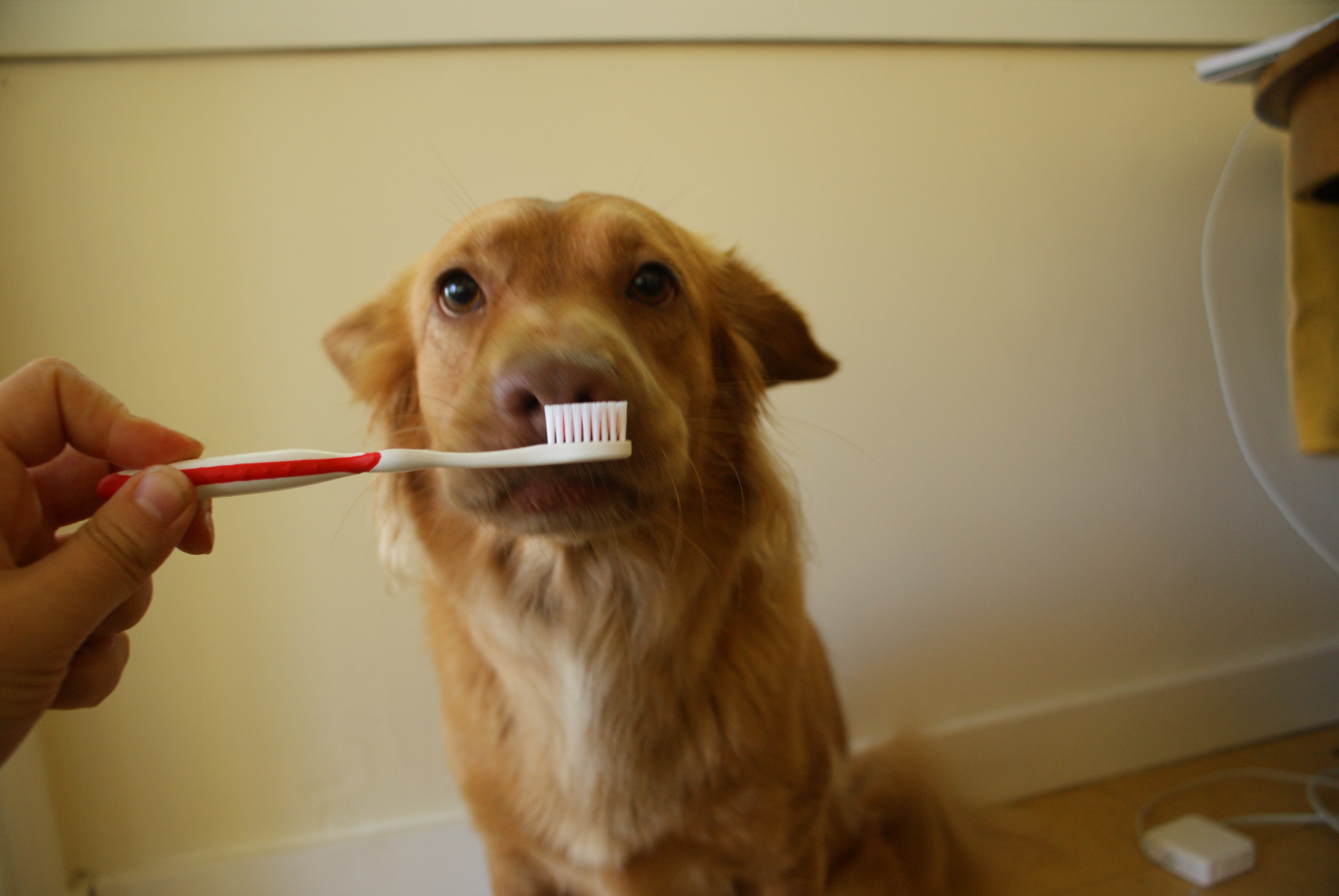 how-to-brush-your-dog-s-teeth-k9-gentle-dental-teeth-cleaning