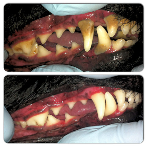 Before & After | Dog Teeth Cleaning | Dog Dental Care