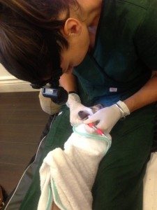 Dog Teeth cleaning