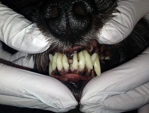 Dog Dental Care