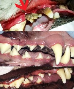 Teeth Cleaning For Dogs