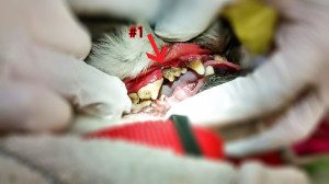 Teeth Cleaning For Dogs