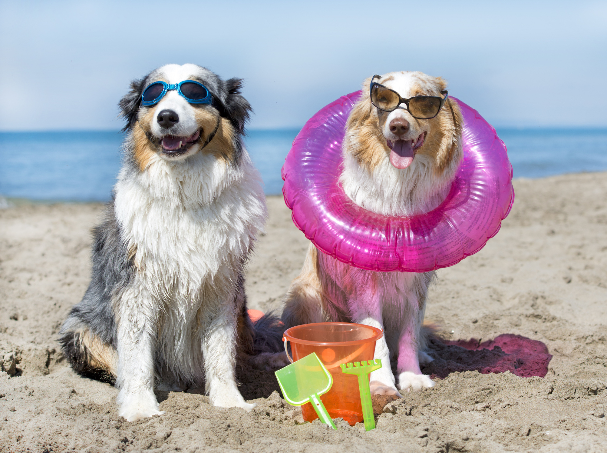 summer-safety-tips-for-keeping-your-dog-cool-uga-today-atelier-yuwa