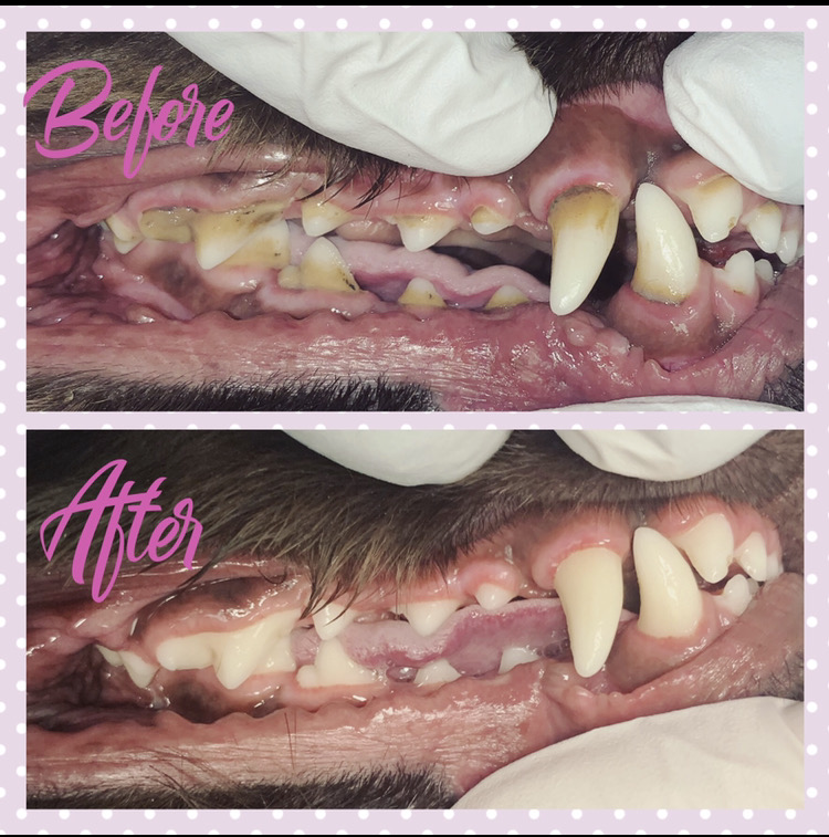 dog teeth cleaning