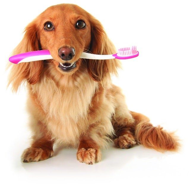 dog dental cleaning 
