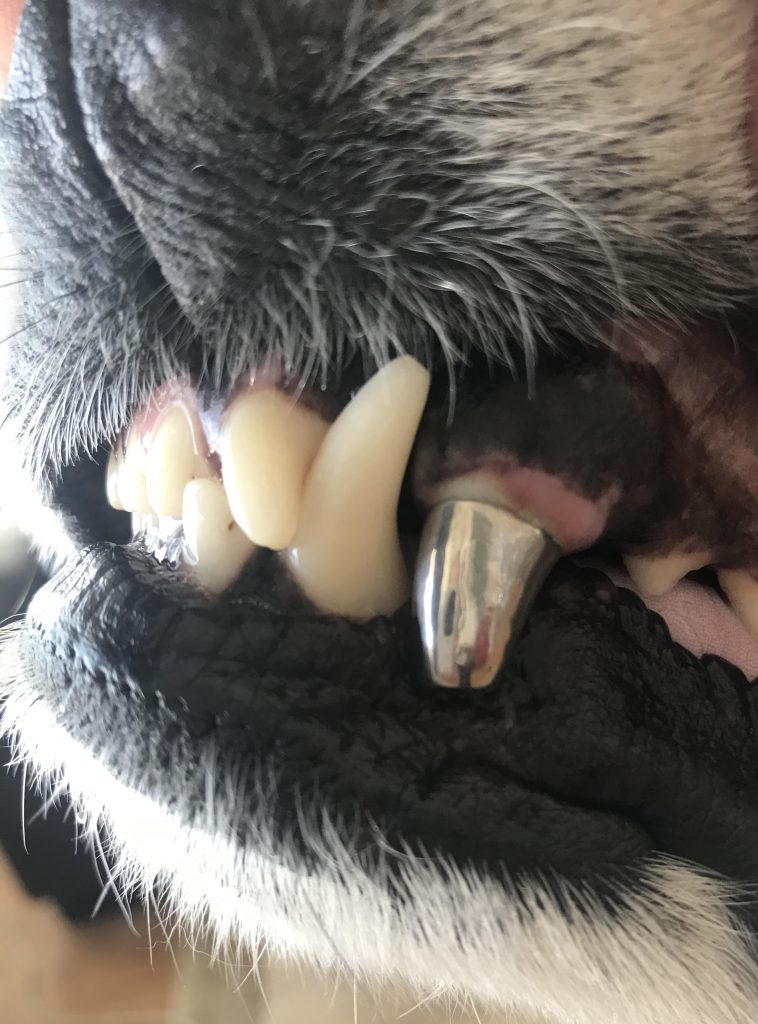 Teeth Cleaning For Dogs 