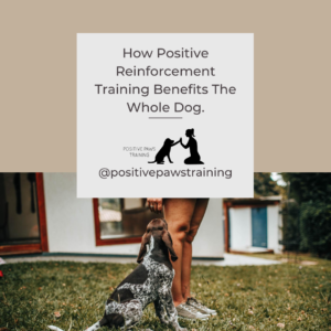 How Positive Reinforcement Training Benefits The Whole Dog ...