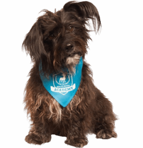 K9-197-dog