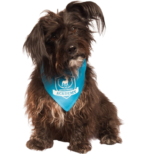 K9-197-dog