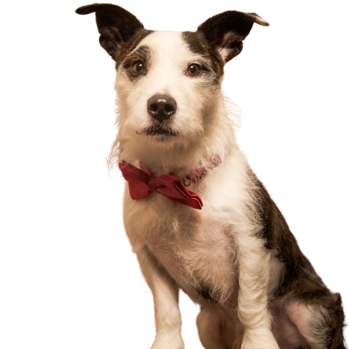 dog-bannere